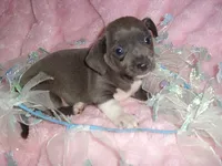 BLUE MAN, a male Chihuahua for sale in Canton, MS – 2 of 5