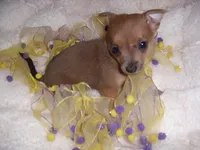 SISSY, a female Chihuahua for sale in Canton, MS – 3 of 4