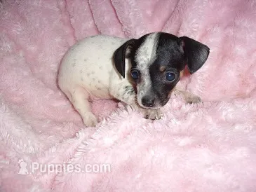 BABY GIRL 3 – Chihuahua puppy for sale in Canton, MS