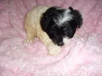 MORKIE GIRL, a female Morkie for sale in Canton, MS – 3 of 4