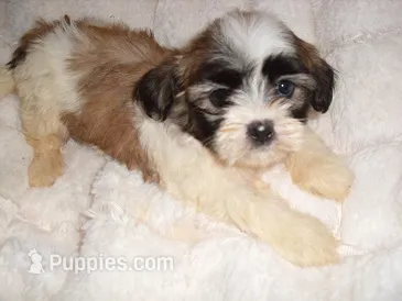 BELLA – Shih Tzu puppy for sale in Canton, MS