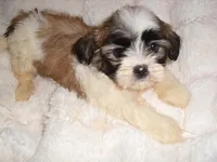BELLA, a female Shih Tzu for sale in Canton, MS – 1 of 4
