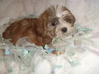 CARSON, a male Shorkie for sale in Canton, MS – 4 of 5