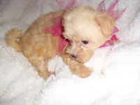 GUCCI, a female Maltipoo for sale in Canton, MS – 4 of 4