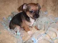 TINY MAN 1, a male Chihuahua for sale in Canton, MS – 2 of 4