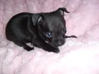 MIDNIGHT, a male Chihuahua for sale in Canton, MS – 3 of 4