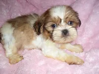 BUCKET, a male Shih Tzu for sale in Canton, MS – 4 of 4