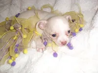 FANCY, a female Chihuahua for sale in Canton, MS – 3 of 4