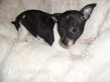 ANGEL – Chihuahua puppy for sale in Canton, MS