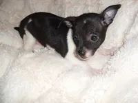 ANGEL, a female Chihuahua for sale in Canton, MS – 1 of 5
