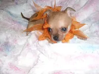MICRO MAN, a male Chihuahua for sale in Canton, MS – 4 of 5