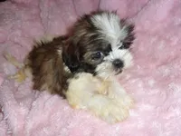 SCOOTER, a male Shih Tzu for sale in Canton, MS – 4 of 4