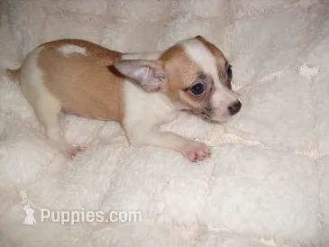 SISTER 1 – Chihuahua puppy for sale in Canton, MS