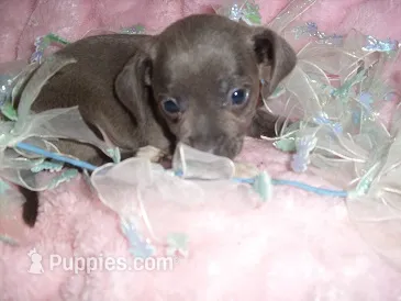 BLUE MAN – Chihuahua puppy for sale in Canton, MS