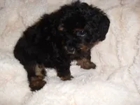 POO BOY, a male Yorkipoo for sale in Canton, MS – 4 of 4