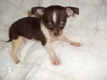 OLLIE – Chihuahua puppy for sale in Canton, MS