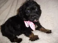LILLIE, a female Yorkipoo for sale in Canton, MS – Photo 3 of 4