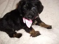 LILLIE, a female Yorkipoo for sale in Canton, MS – Photo 2 of 4