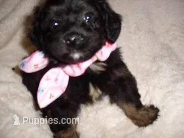 LILLIE – Yorkipoo puppy for sale in Canton, MS