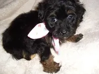 LILLIE, a female Yorkipoo for sale in Canton, MS – Photo 4 of 4