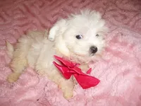 SISTER, a female Maltipoo for sale in Canton, MS – 3 of 4