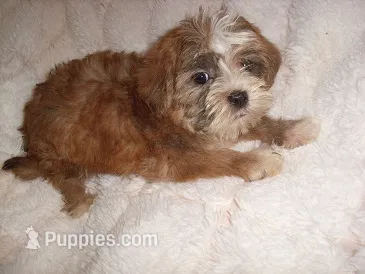 CARSON – Shorkie puppy for sale in Canton, MS
