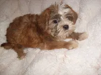 CARSON, a male Shorkie for sale in Canton, MS – 1 of 5