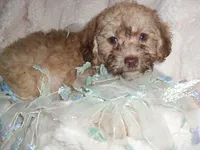 TAUPIE, a male Poodle - Toy  for sale in Canton, MS – 2 of 3
