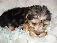 BUSTER, a male Yorkipoo for sale in Canton, MS – 3 of 4