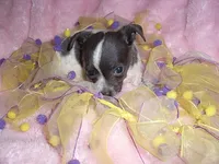 BLUE BABY 2, a female Chihuahua for sale in Canton, MS – 3 of 4