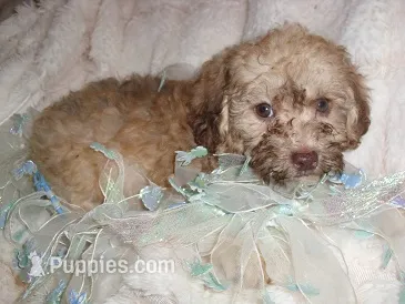 TAUPIE – Poodle - Toy  puppy for sale in Canton, MS