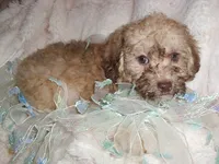 TAUPIE, a male Poodle - Toy  for sale in Canton, MS – 1 of 3