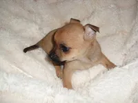 COOPER, a male Chihuahua for sale in Canton, MS – 4 of 5