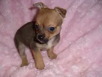 BUSTER, a male Chihuahua for sale in Canton, MS – 2 of 5