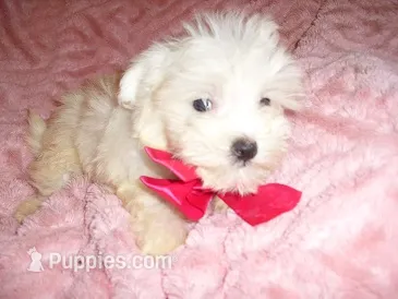 SISTER – Maltipoo puppy for sale in Canton, MS