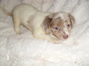 LAVENDER BABY – Chihuahua puppy for sale in Canton, MS