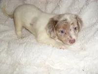 LAVENDER BABY, a female Chihuahua for sale in Canton, MS – 1 of 3