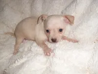 CREAM MAN, a male Chihuahua for sale in Canton, MS – 2 of 3