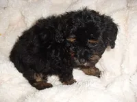 POO BOY, a male Yorkipoo for sale in Canton, MS – 2 of 4
