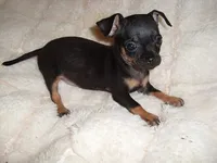 CARSON, a male Chihuahua for sale in Canton, MS – 3 of 4
