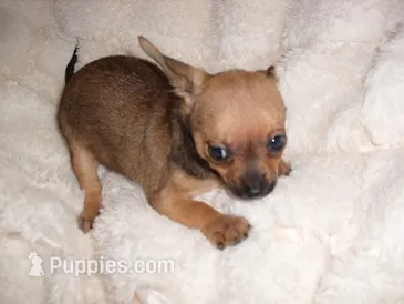 TUCKER – Chihuahua puppy for sale in Canton, MS