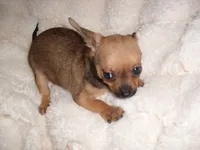 TUCKER, a male Chihuahua for sale in Canton, MS – 1 of 3