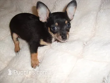 SASSY – Chihuahua puppy for sale in Canton, MS
