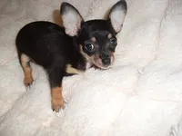 SASSY, a female Chihuahua for sale in Canton, MS – 1 of 4
