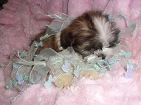 SCOOTER, a male Shih Tzu for sale in Canton, MS – 2 of 4