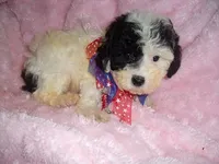 ANGEL BABY, a female Poodle - Toy  for sale in Canton, MS – 3 of 4