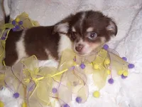 FLUFFY GIRL, a female Chihuahua for sale in Canton, MS – 4 of 4