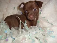 CHARLIE, a male Chihuahua for sale in Canton, MS – 3 of 3