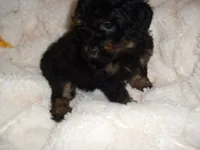 POO BOY, a male Yorkipoo for sale in Canton, MS – 3 of 4