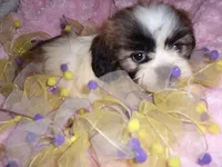 molly, a female Shih Tzu for sale in Canton, MS – Photo 3 of 4